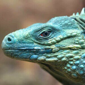 Meet your Posher, Mr.iguana